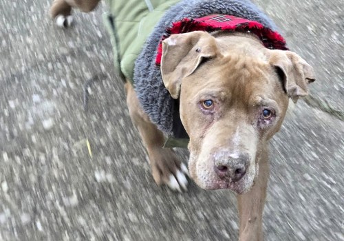 The Ins and Outs of Bringing Your Pet to Annual Celebrations in Kent County, Michigan